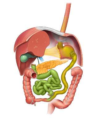 Atlas Of Bariatric and Metabolic Surgery Image