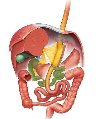 Atlas Of Bariatric and Metabolic Surgery Image