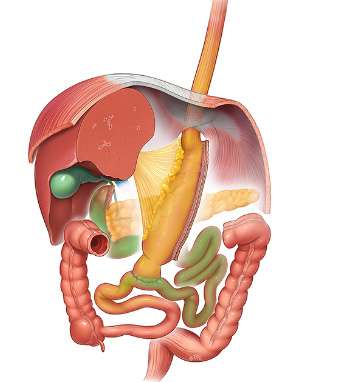 Atlas Of Bariatric and Metabolic Surgery Image